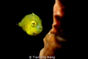 SLEEPY EYES 
juvenile file fish  i use two fit pro +10 i... by Tianhong Wang 
